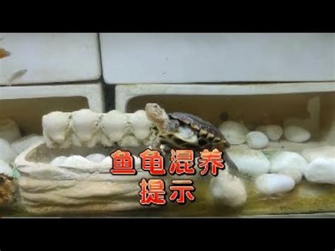 烏龜可以跟魚一起養嗎|[問題] 請推薦適合和魚共養的龜種